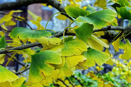 Gilt-edged ginko, Alan Walker
