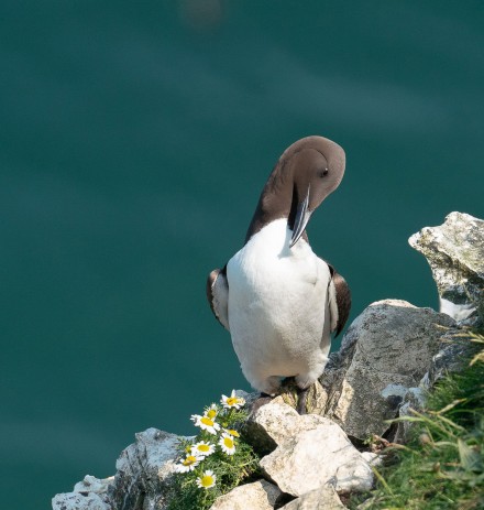 Guillemot, David Bradley