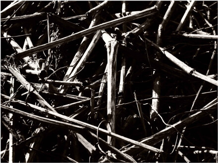 4. Vegetation, Isaac Woolf