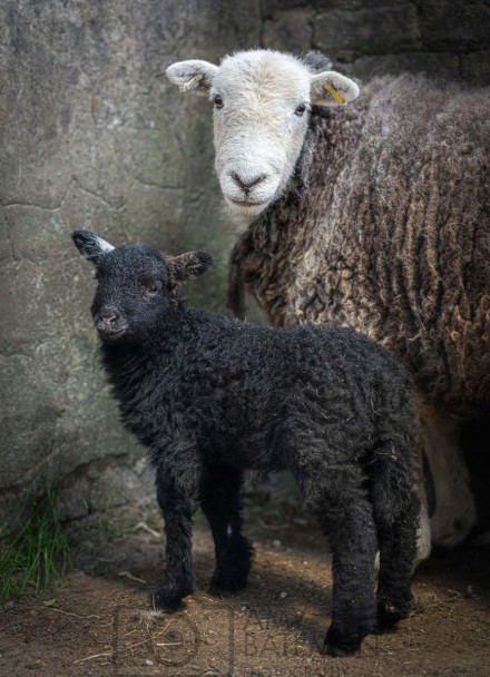 Herdwick © Amy Bateman