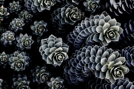 Sempervivum © Mike Moats