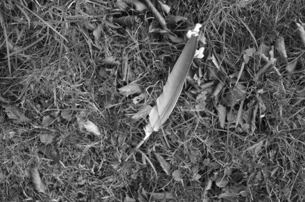 Hope is the thing with feathers #2, Rob Swallow