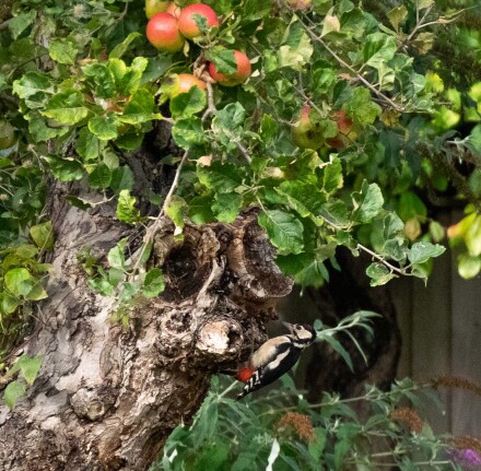 An unusual visitor, Wendy Darley