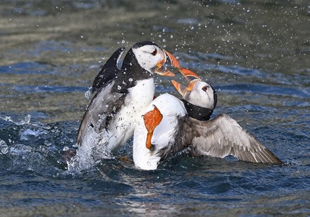 Atlantic Puffins Fighting