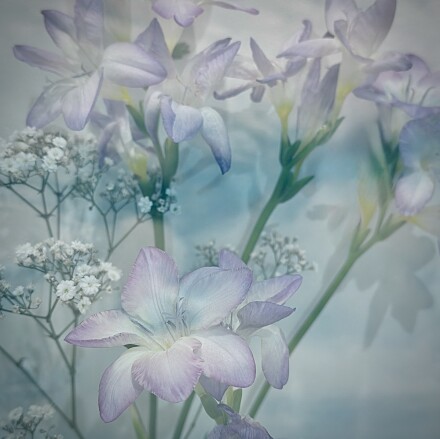 Flower fantasy, Jocelyn Hayes