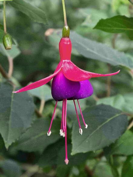 A fuchsia bloom, Alan Walker