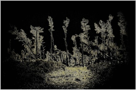 Dellica metallica, Andy Chamings