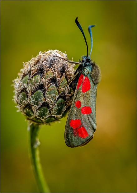 Six Spot Burnet, David Ireland