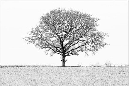 Lonesome, Sue Hoggett