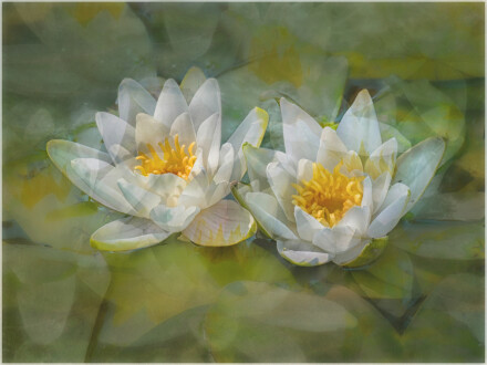 Impressions of waterlilies, Steve Gray