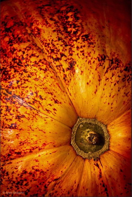 Pumpkinscape, Alan Shapiro