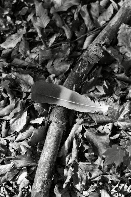 Hope is the thing with feathers #4, Rob Swallow