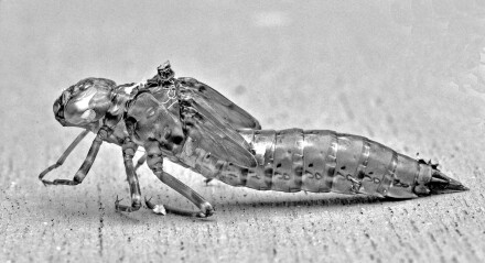 4. Dragonfly exuvia, Malcolm Beetham
