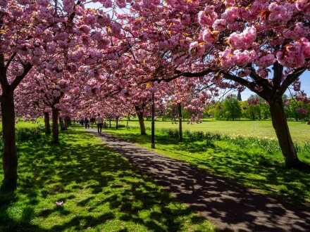 Blossom time, Kath Turner