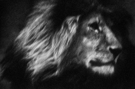 Majesty © Britta Jaschinski