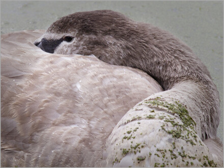 Developing beauty, Andy Chamings