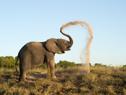 African Elephant Dusting