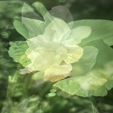 Flower fantasy, Jocelyn Hayes