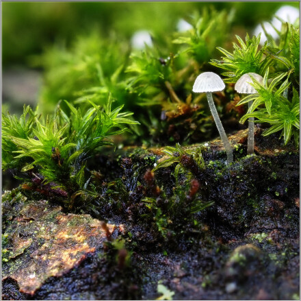 Beauty in the fading year, Andy Chamings