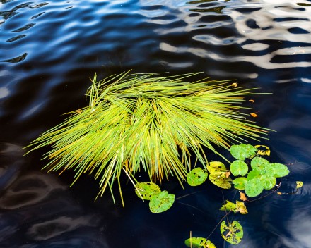 A splash of green in the blue Ouse, Roger Walton