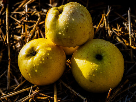 Apples, Alex Davidson