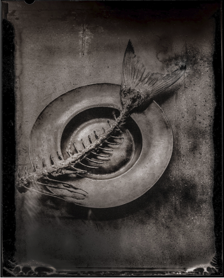 Blue Eye Cod, Igni, Julian Kingma