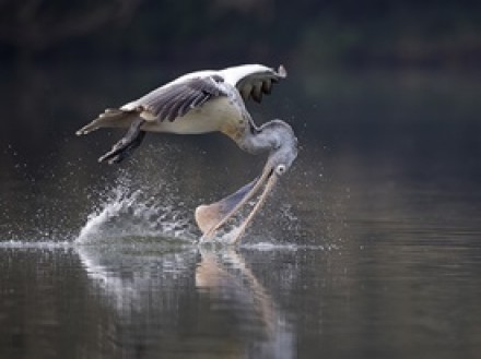 Spoon Billed Pelican Drinking Mid Flight by Koshy Johnson FRPS