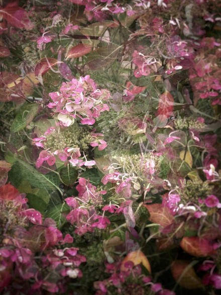 Last blooms, Julia Walton