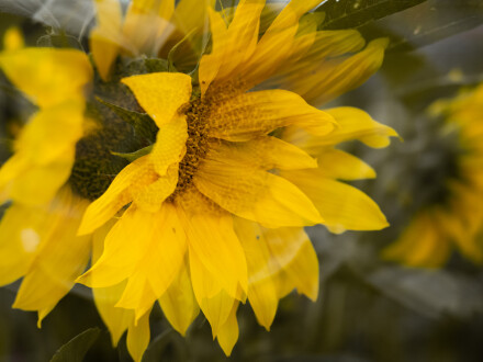 Sunflowers, Bryan Stanton
