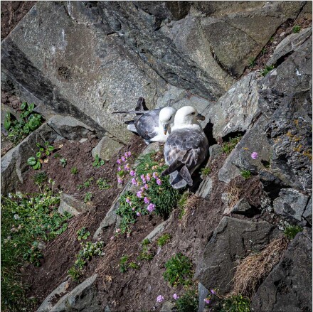 Fulmars, Roger Poyser