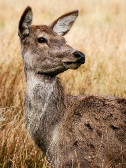 Spring poser, Emily Hoggett