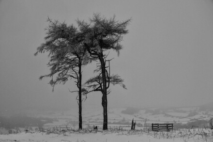 Cleveland trees, David Bradley