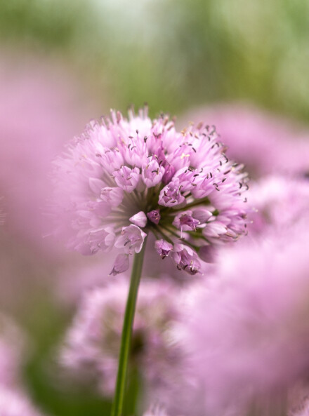 Lilac Glow, Karen Hoth