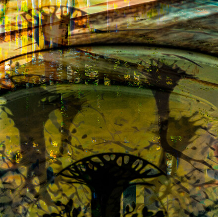 Trees at sunset, Carol M Clarke