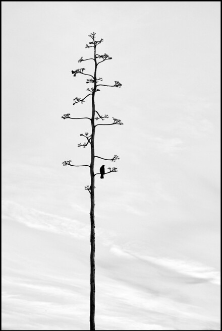 High perch, Sue Hoggett