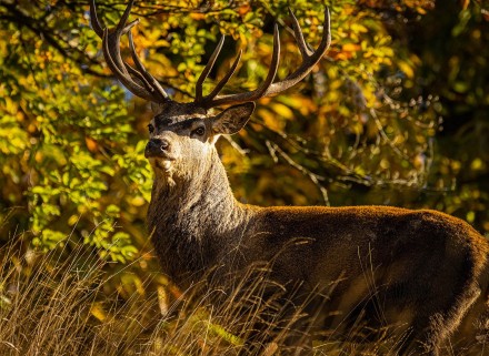 The Stag, Bryan Torrington