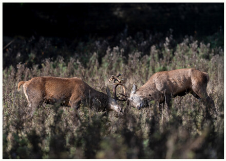 Practising rutting, Lindsey Bowes