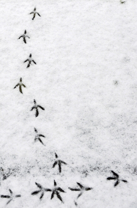 Footprints in the snow, Malcolm Beetham