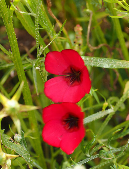 Scarlet flax, Lynda Atkinson