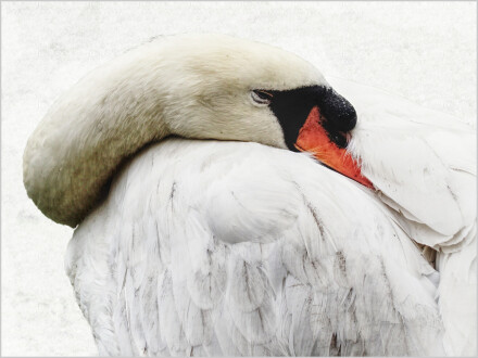 Needing a preen, Andy Chamings