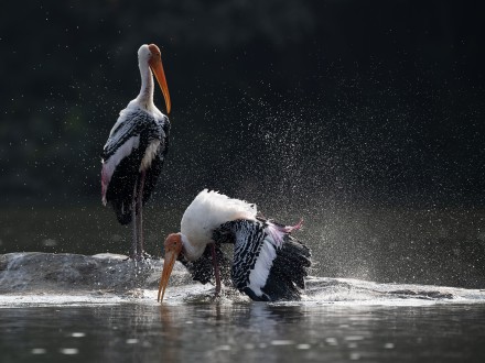 Painted Storks