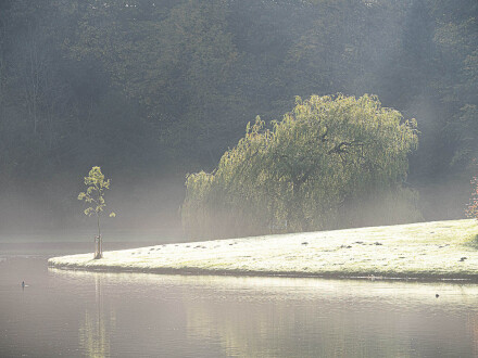 Sunlit sapling, Bryan Stanton