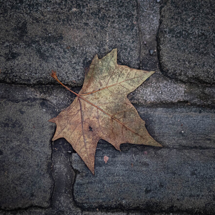Fallen leaf, Bryan Stanton