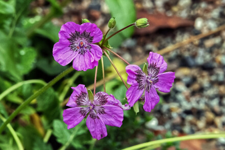 Last of the flowers, Alan Walker