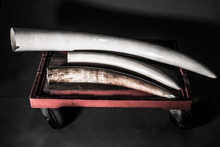 Tusk © Britta Jaschinski