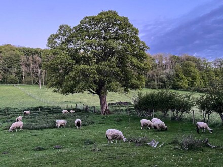 Flock, Mike Chapman
