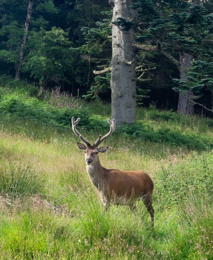 Deer in the Woods, MIke Darley