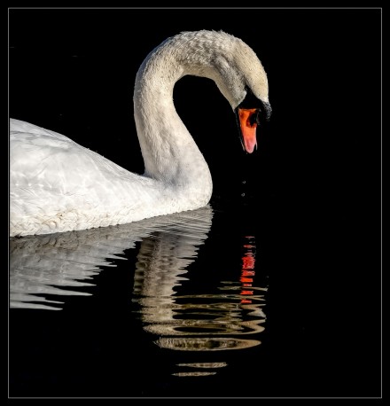 Contemplation, David Williamson