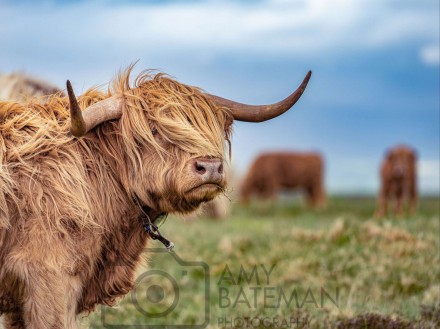 Load of Bull © Amy Bateman