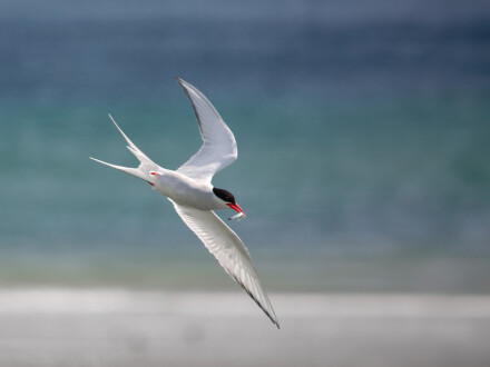 Bringing home dinner, Alan Williams